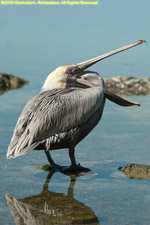 pelican with bill open